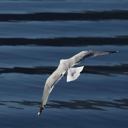 Buddy's House View Pet Friendly Whit Garage Apartmán Abbadia Lariana