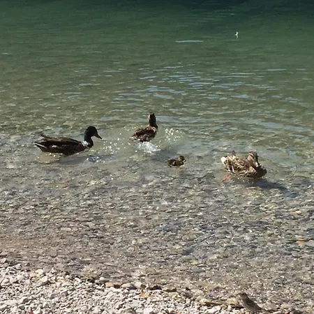 Апартаменты Buddy's House View Pet Friendly Whit Garage *